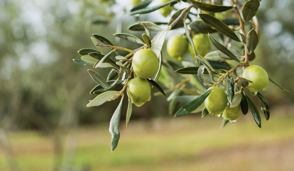 Grüne Oliven an einem Zweig mit Blättern und Wassertropfen